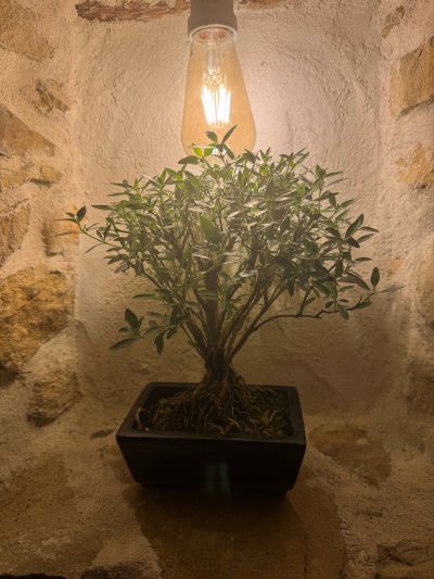 Bamboo