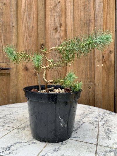 Montalivet Pin parasol