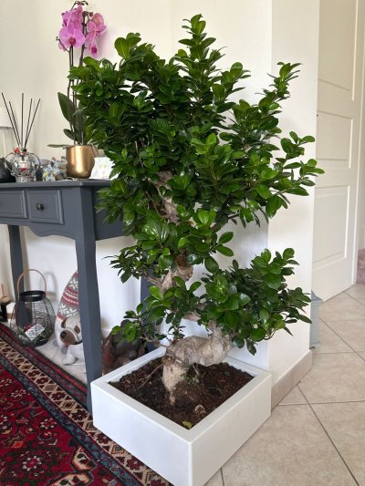 Bonsai casa
