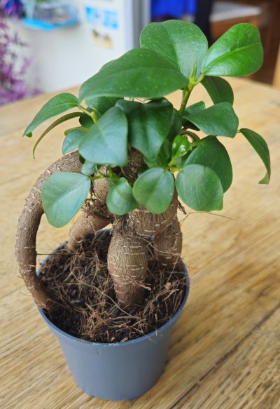 Ficus ginseng