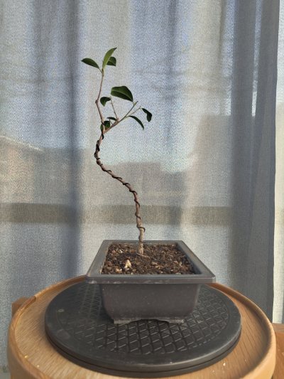 Ficus Zögling