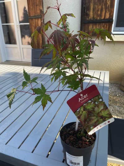 Acer palmatum