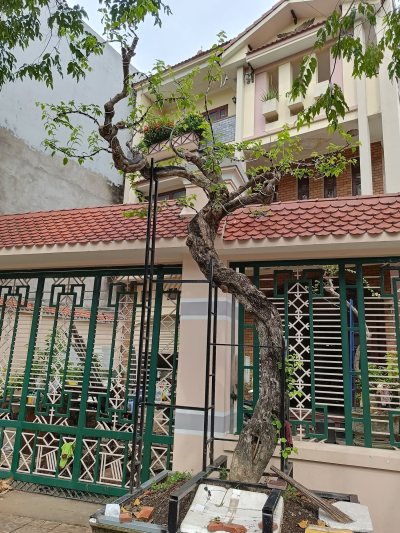 Hoa Giấy dáng trực