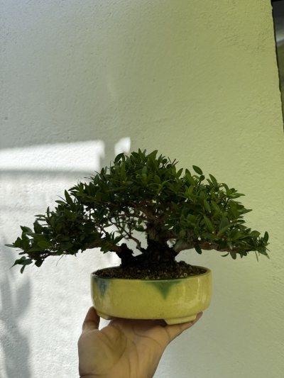 Myrto