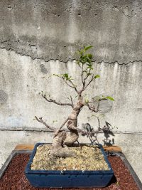 تقليم - ١١‏/٨‏/٢٠٢٥ - Photo 1/1