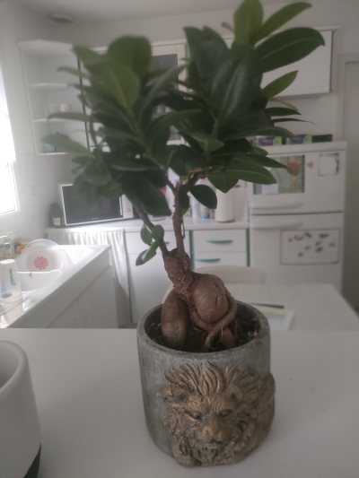 Ficus ginseng