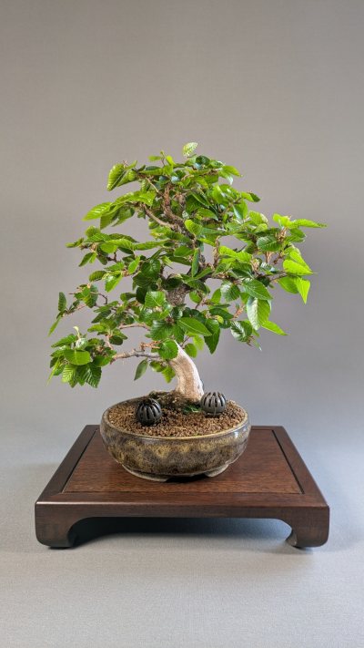 Koreanische Hainbuche