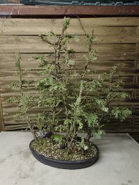 Pruning and Wiring - 11/9/25 - Photo 1/2