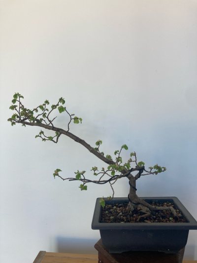 Weird Root Elm