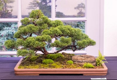 Juniperus chinensis 'sargentii' 022