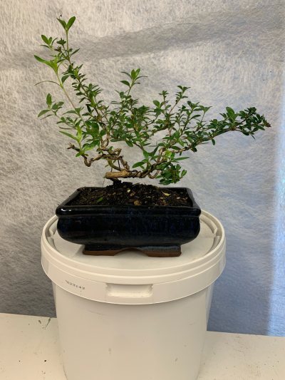 Serissa Japonica