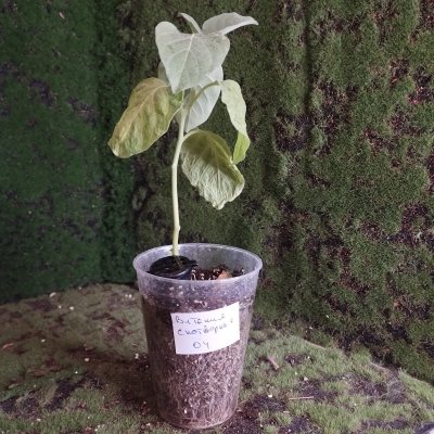 Витания снотворная 04 (Withania somnifera)