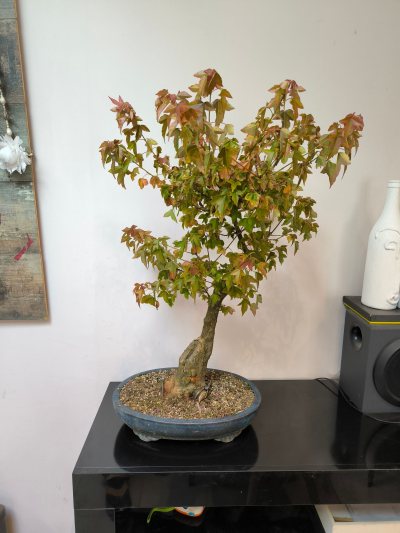 Acer buerguer #2