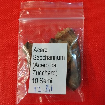 Клён сахарный семена