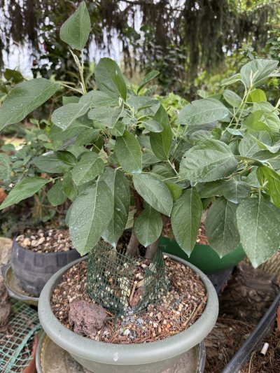 Manzano silvestre injertado en manzana enena