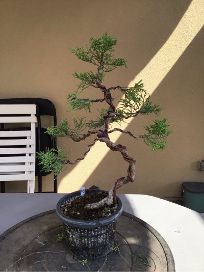 #58 Juniperus chinensis