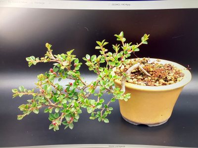 #45 Cotoneaster