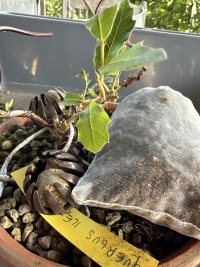 Fertilizzazione - 07/03/26 - Photo 1/1