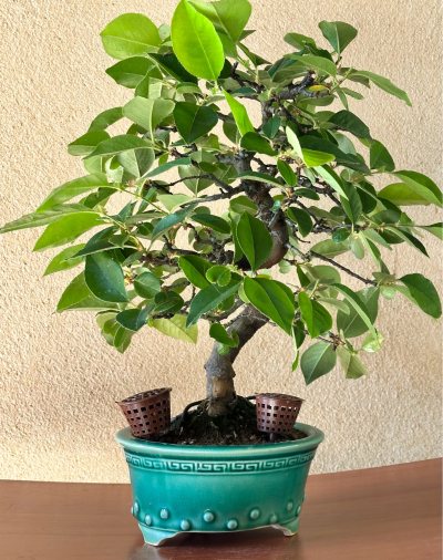 Pseudocydonia sinensis - Cognassier