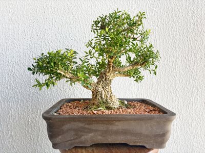 Buxus de Harland