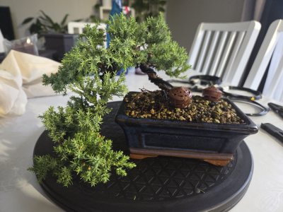 Juniperus procubens