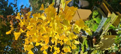 Ginkgo 3