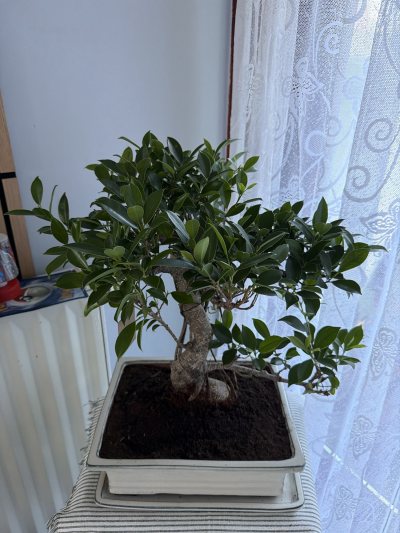 Ficus retusa