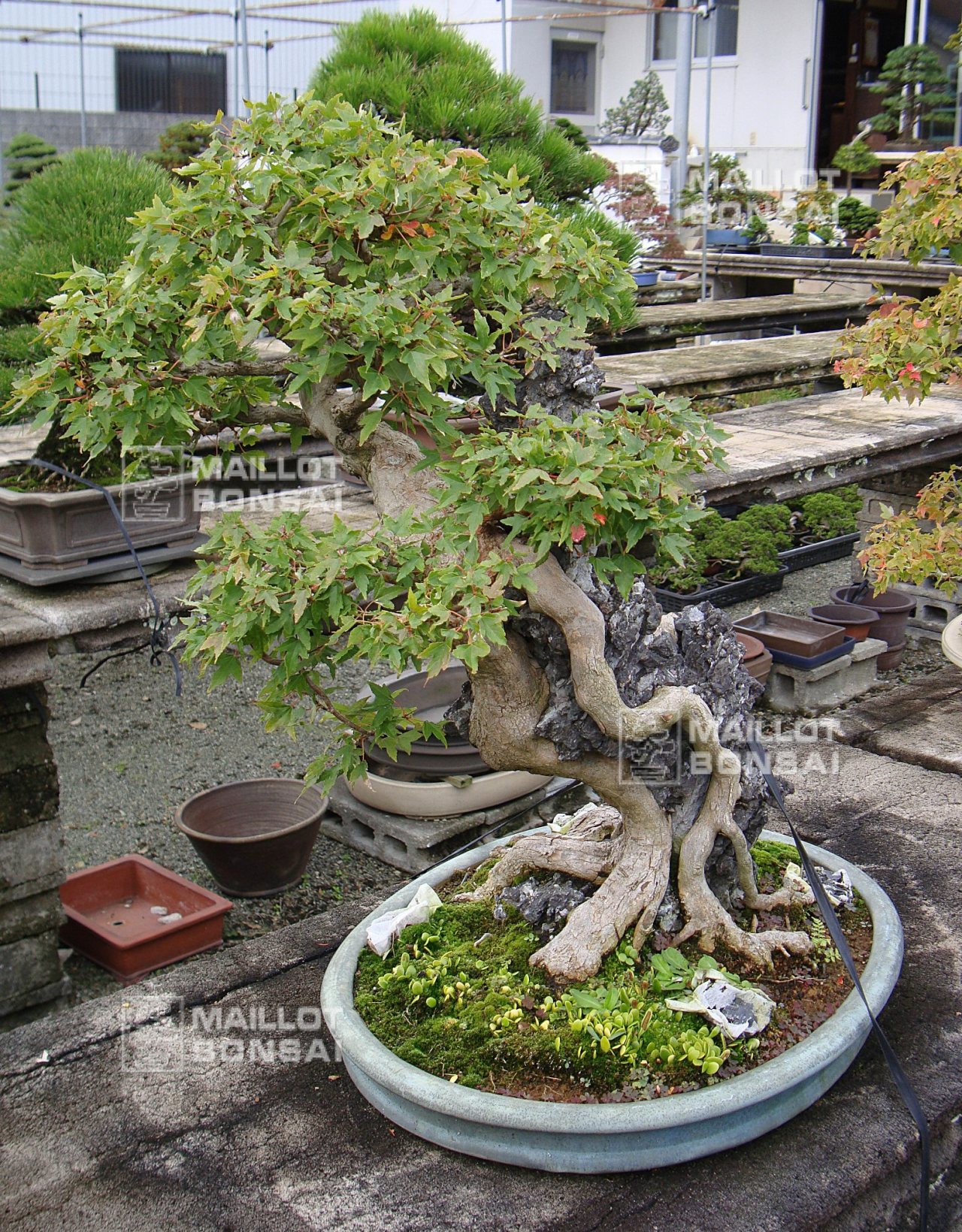 Photo 4
