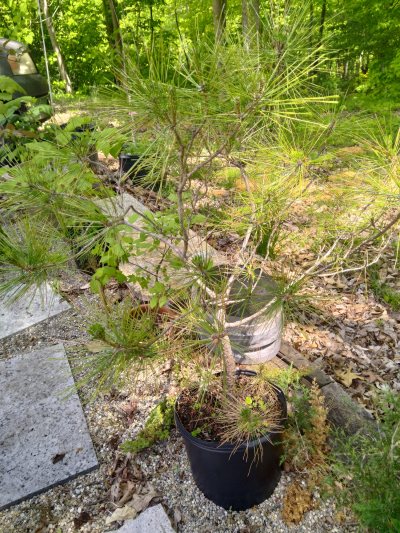 Austrian Pine
