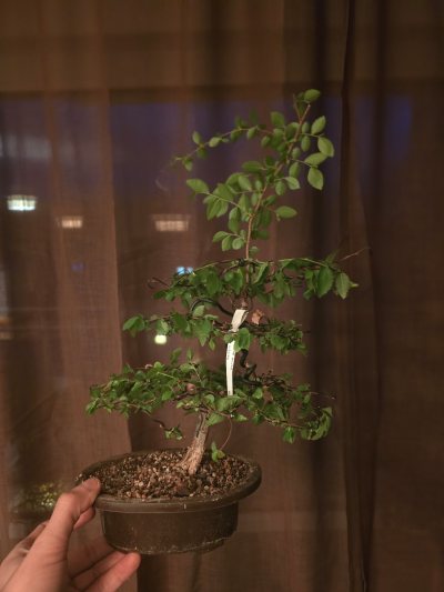 Ulme Chinesisch 002