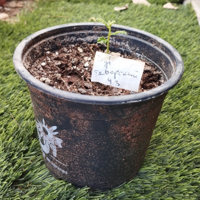 Дуб таворский 🌳 ДТа43