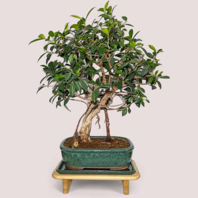 Ficus 'Old man'