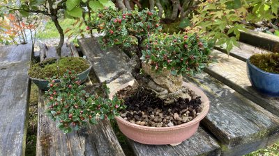 #43 Cotoneaster