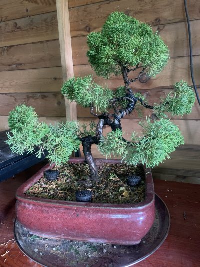Genévrier Shimpaku