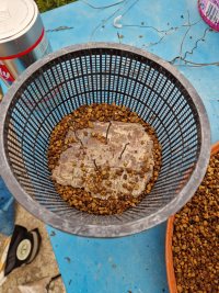 Repotting - 2/14/26 - Photo 1/2