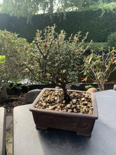 Cotoneaster microphyllus