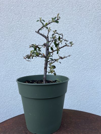 Pyracantha
