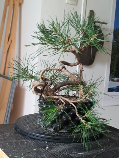 Pin Sylvestre 6