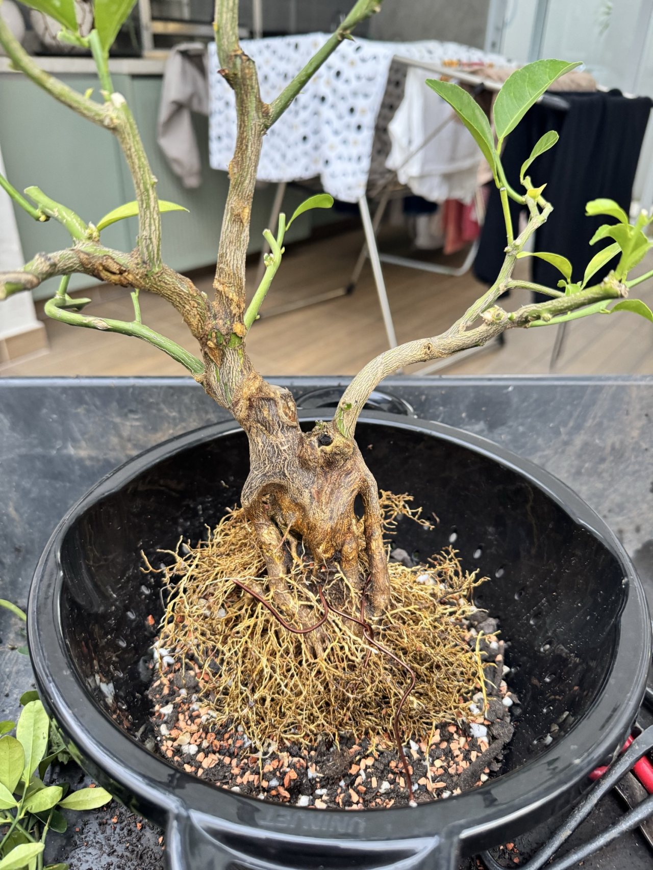 Photo 26