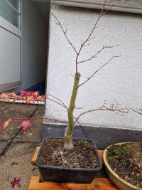 Potatura - 16/11/25 - Photo 1/2
