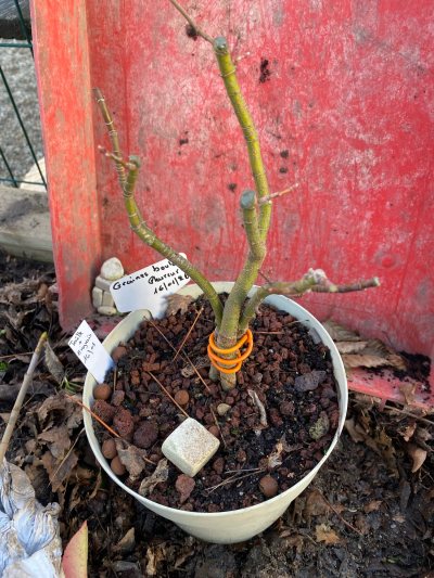 Acer Negundo trio 01