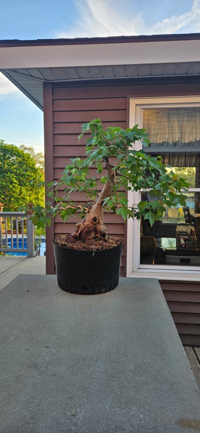 Maple Trident