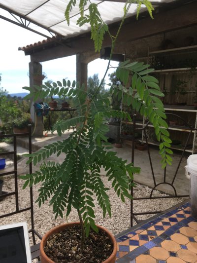 Arbre à soie 3