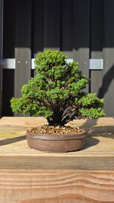 Cryptomeria