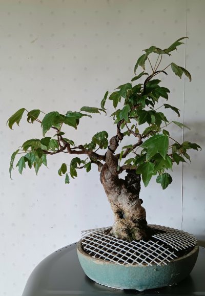 Acer buergerianum (petit)