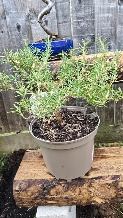 Rosemary