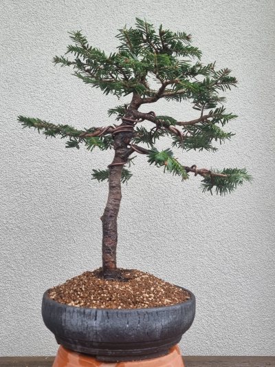Sapin