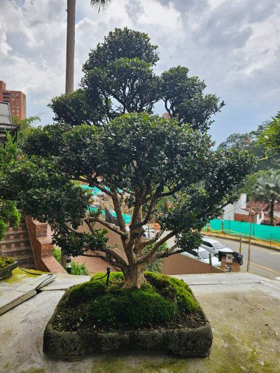 Buxus Los Naranjos