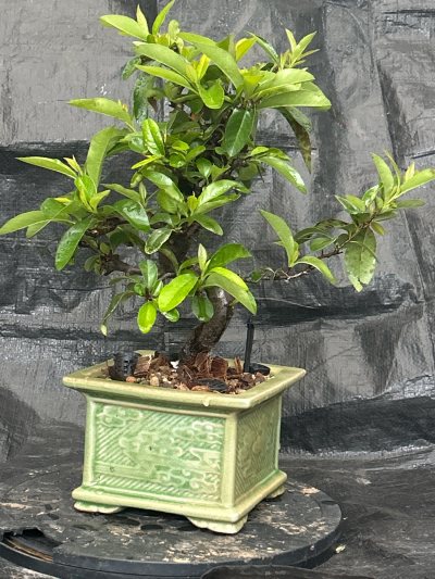 Pyracantha