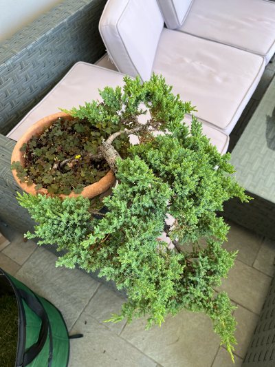 Ginepro Procumbes